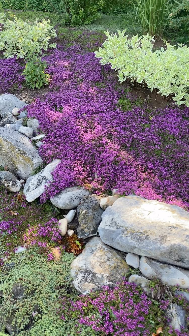 Purple flowering ground cover plants growing between large grey rocks and green foliage.