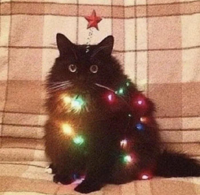 Black Cat Christmas: 8 Photo Ideas for the Holidays 1 Black cat wrapped in colorful glowing Christmas lights sitting against a plaid blanket.