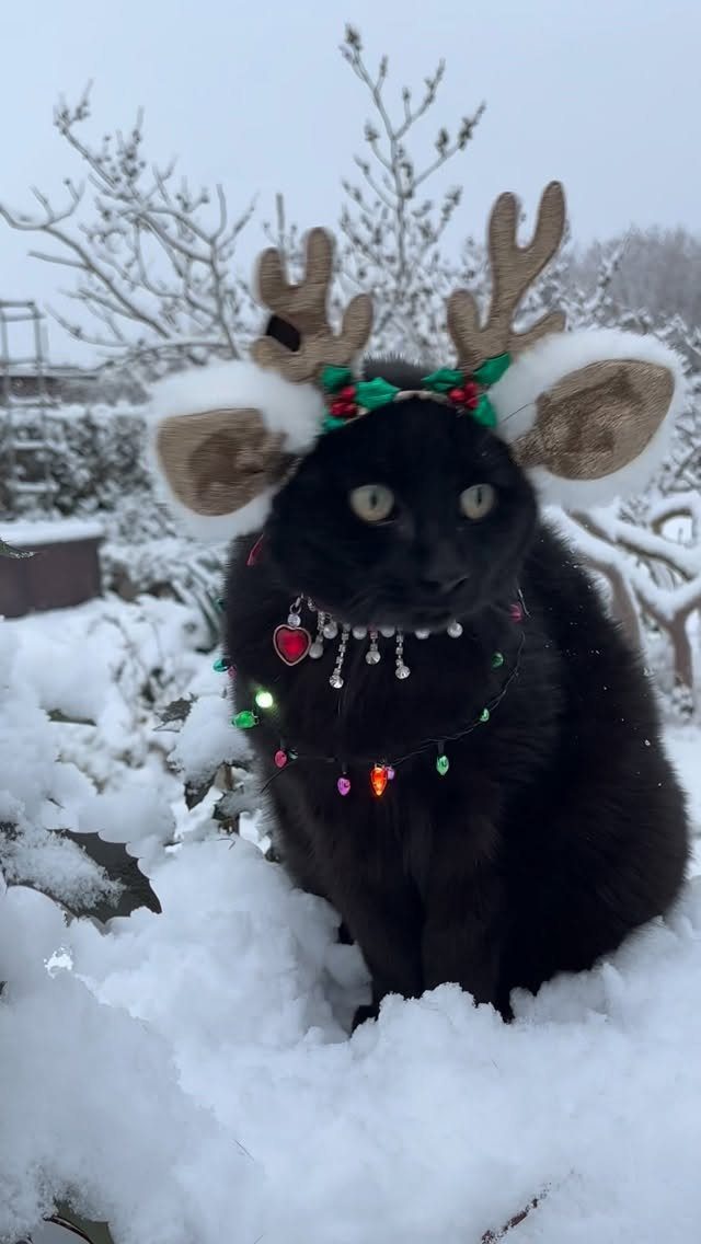 Black Cat Christmas: 8 Photo Ideas for the Holidays 6 Black cat wearing reindeer antlers and colorful light bulb necklace sitting in the snow.