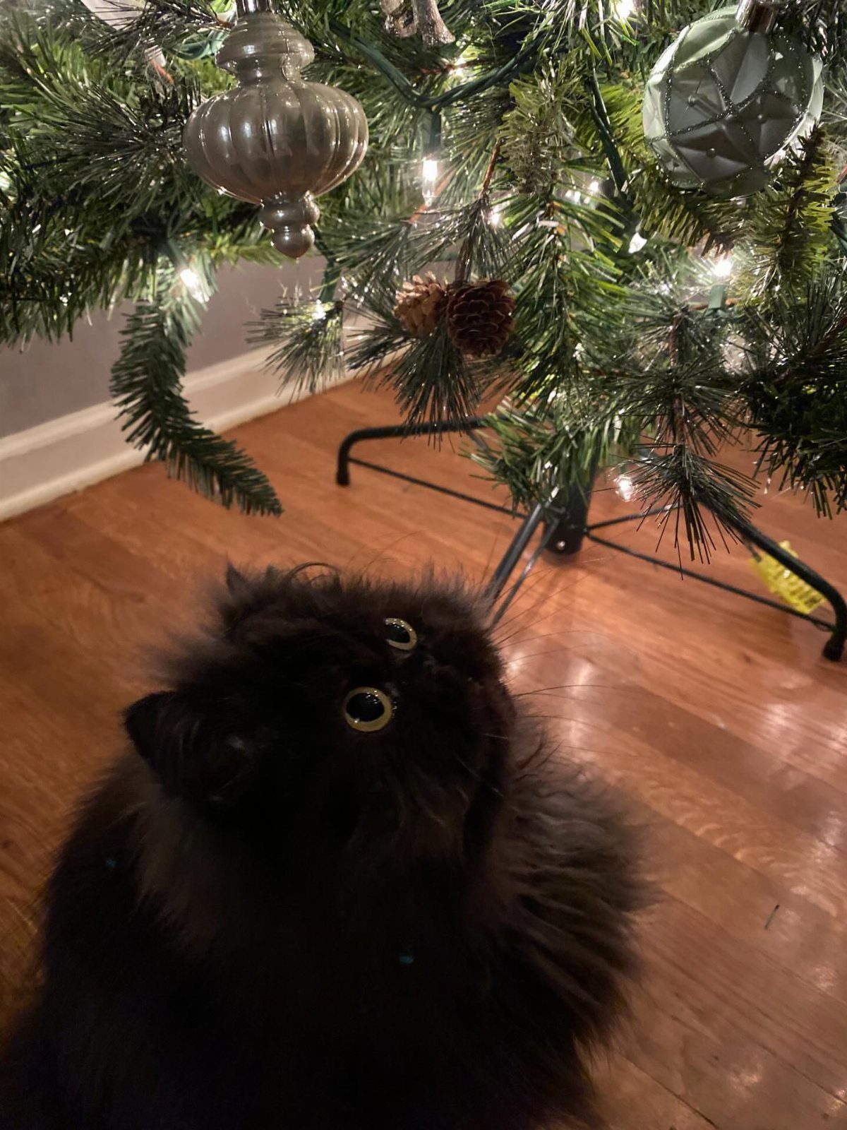 Black Cat Christmas: 8 Photo Ideas for the Holidays 3 A fluffy black cat looking up at a decorated Christmas tree with silver ornaments.