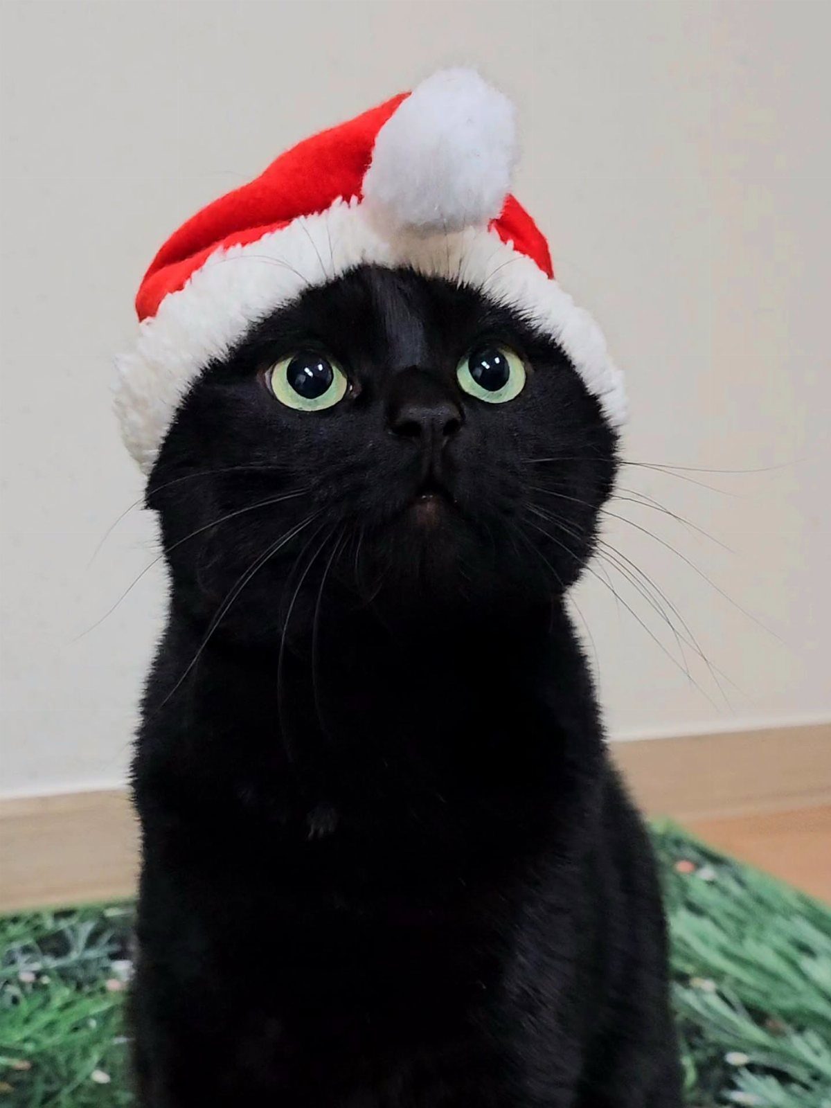 Black Cat Christmas: 8 Photo Ideas for the Holidays 2 Black cat wearing a red and white Santa hat looking upwards with green eyes.