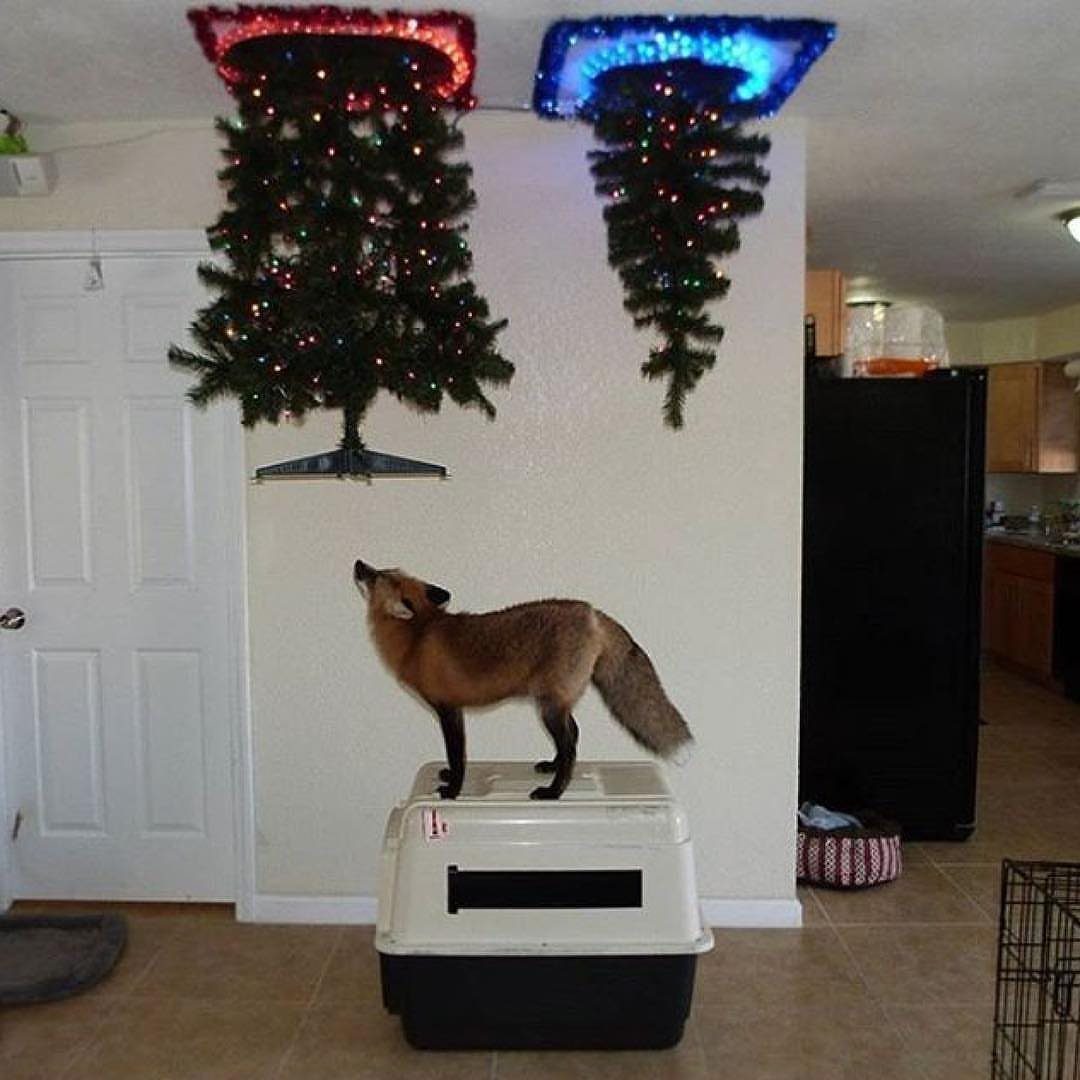 9 Ceiling Christmas Decor Ideas for 2026 9 Two upside-down Christmas trees with colorful lights hanging from a white ceiling above a fox.