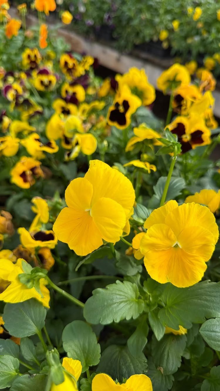 Cozy Winter Garden Ideas: 8 Ways to Warm Cold Months 8 Yellow and purple pansy flowers with green leaves growing in a garden bed.