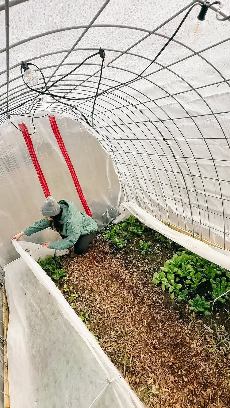Cozy Winter Garden Ideas: 8 Ways to Warm Cold Months 3 A person tending to green plants growing inside a white polytunnel garden structure.