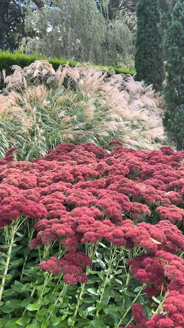 Cozy Winter Garden Ideas: 8 Ways to Warm Cold Months 5 Red sedum flowers blooming in a garden with tall ornamental grasses in the background.