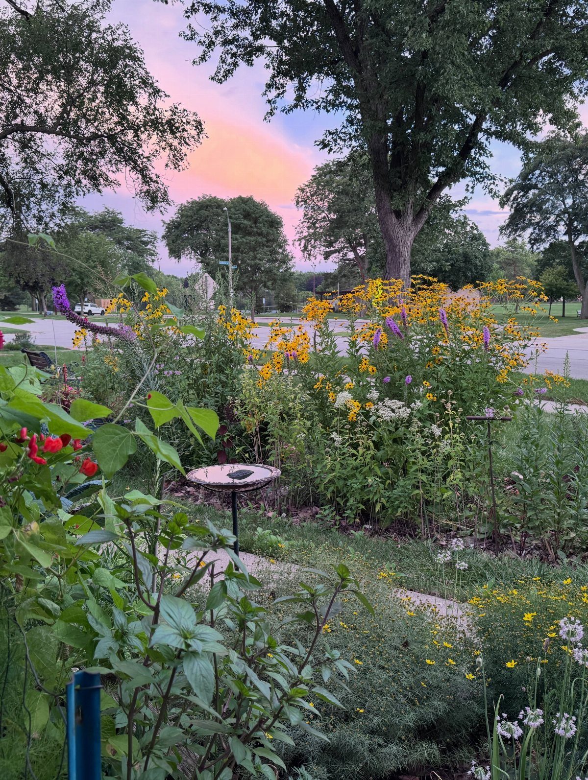 Wildflowers including yellow and purple blooms grow in a lush garden under a sunset sky.