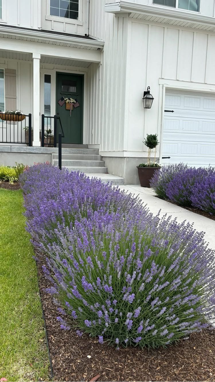 Purple lavender bushes lining a white concrete walkway in front of a white house.