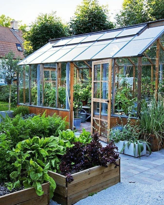 9 Greenhouse Garden Ideas for Every Size and Budget 1 A wooden glass greenhouse filled with plants sits behind wooden garden planters on a patio.