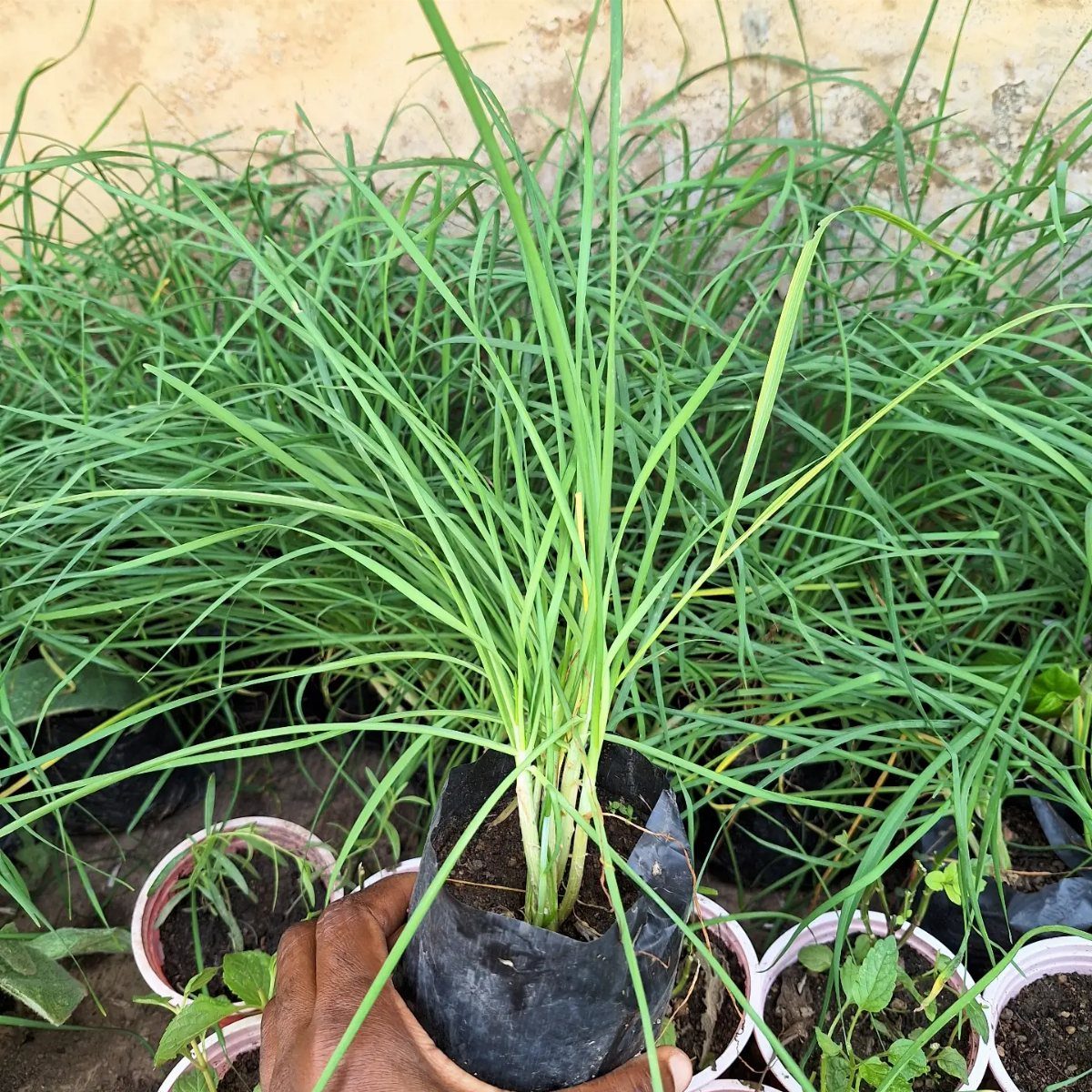 A person holding a small black bag containing a green chive plant in a nursery.