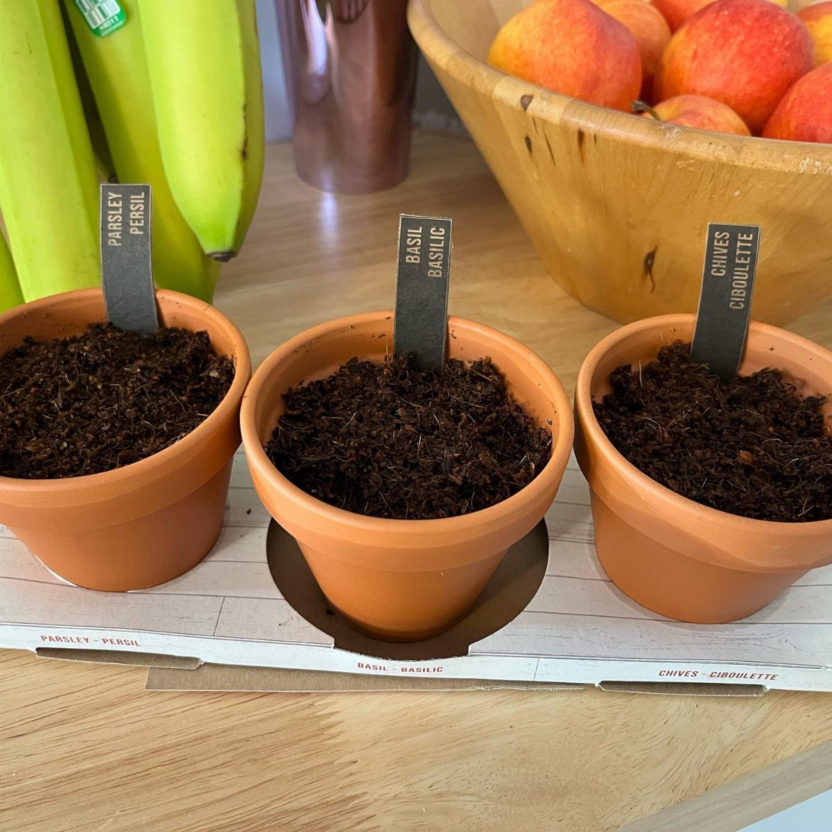 Three small terracotta pots filled with soil and labeled with herb names on a wooden table.