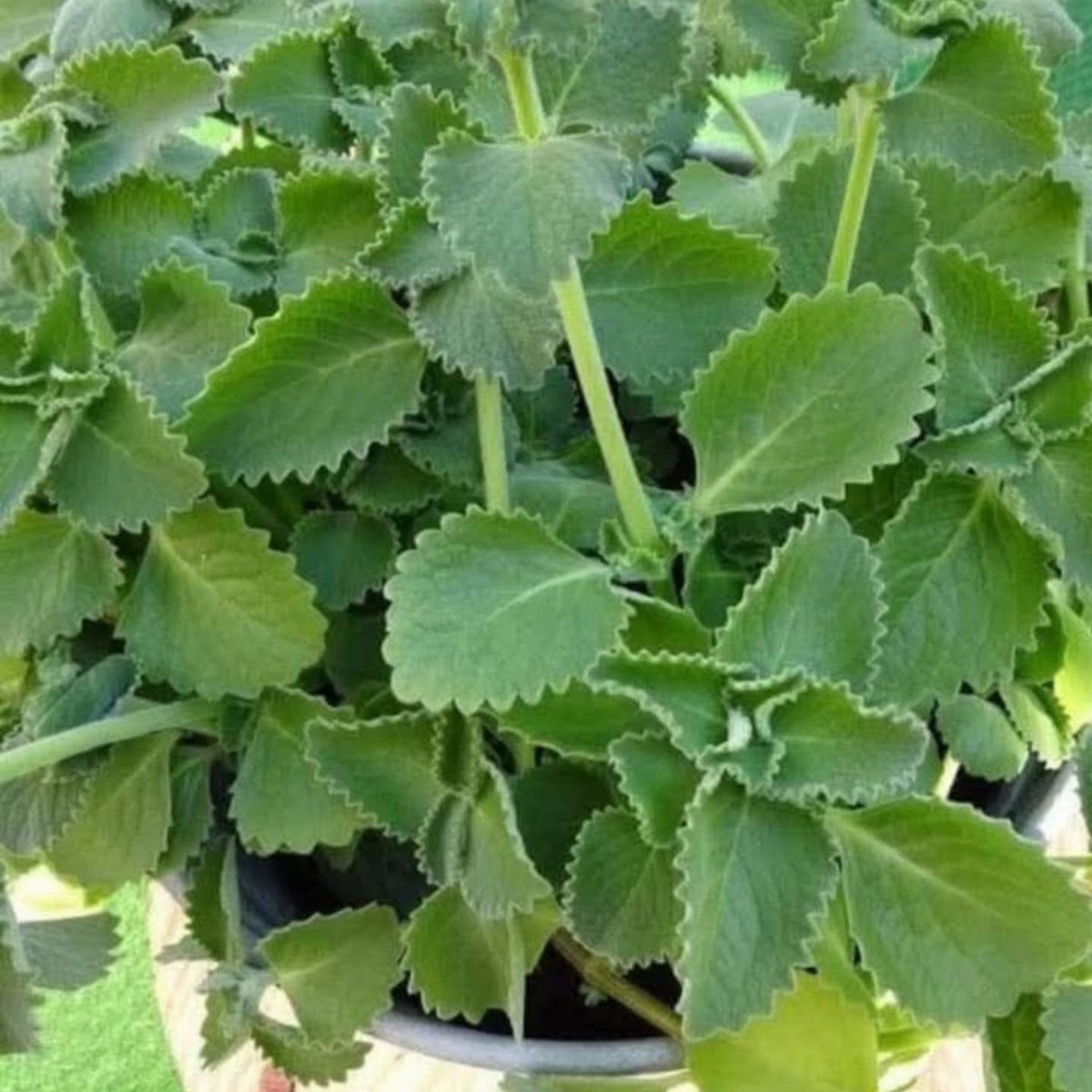 Green oregano plant with textured scalloped leaves growing densely in a dark pot.