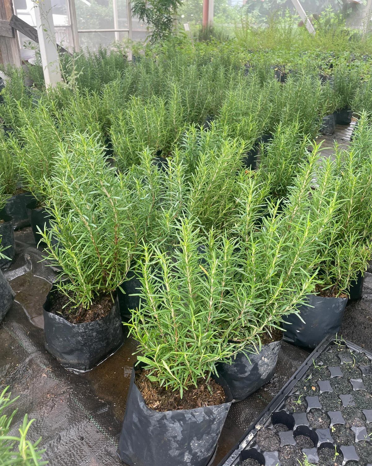 Many green rosemary plants growing in black nursery bags within a bright greenhouse environment.