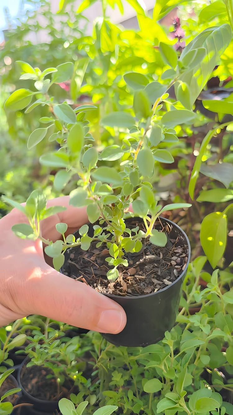 A hand holding a small black pot with a green sage plant in sunlight.