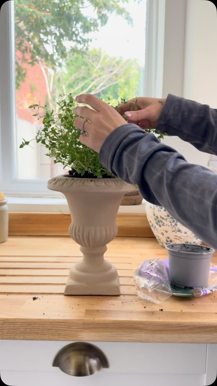 Hands tending to a small green thyme plant in a beige pedestal planter on a wooden counter.