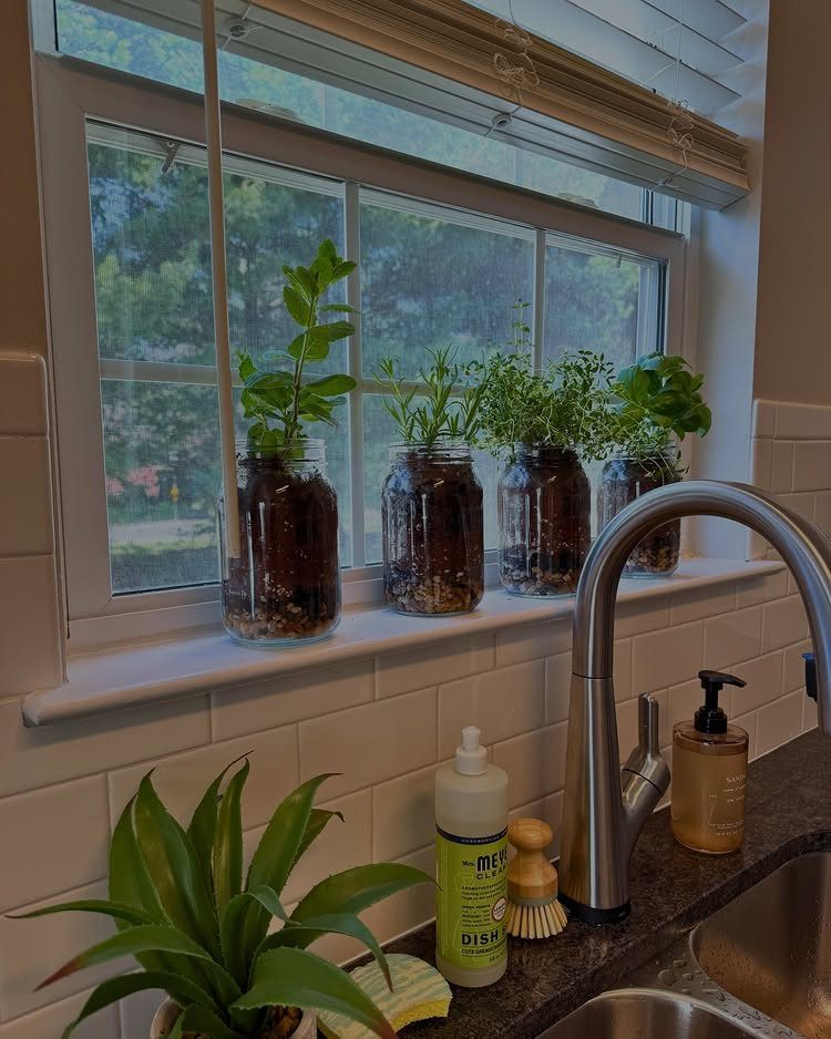 Four glass jars containing green herbs growing on a white kitchen windowsill.