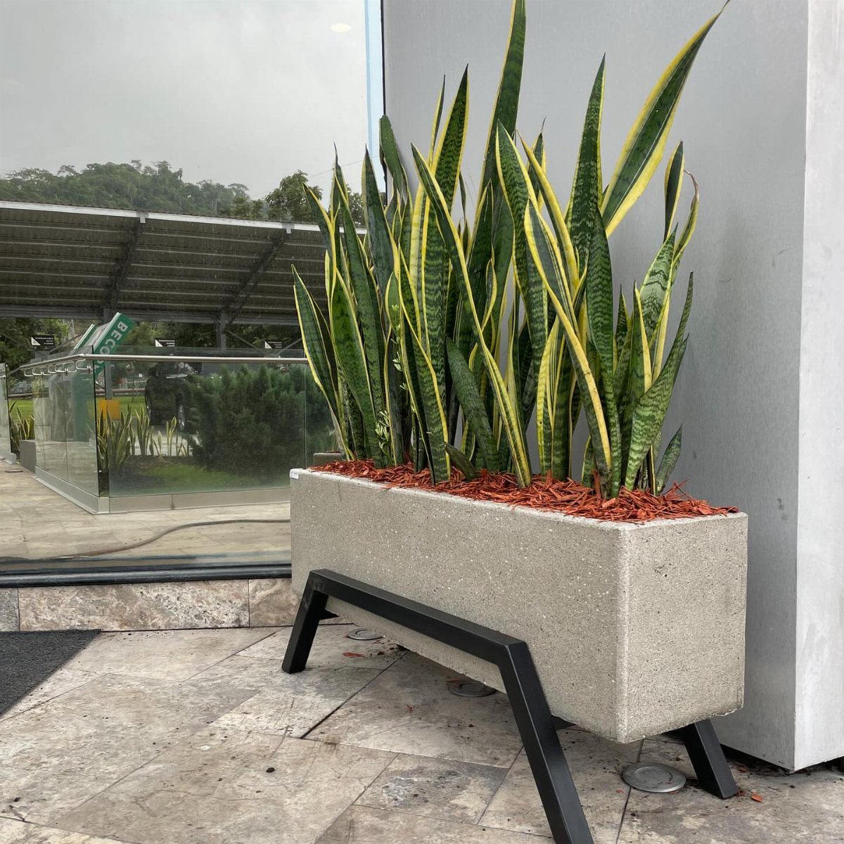 Snake plants growing in a long rectangular concrete planter on a black metal stand.
