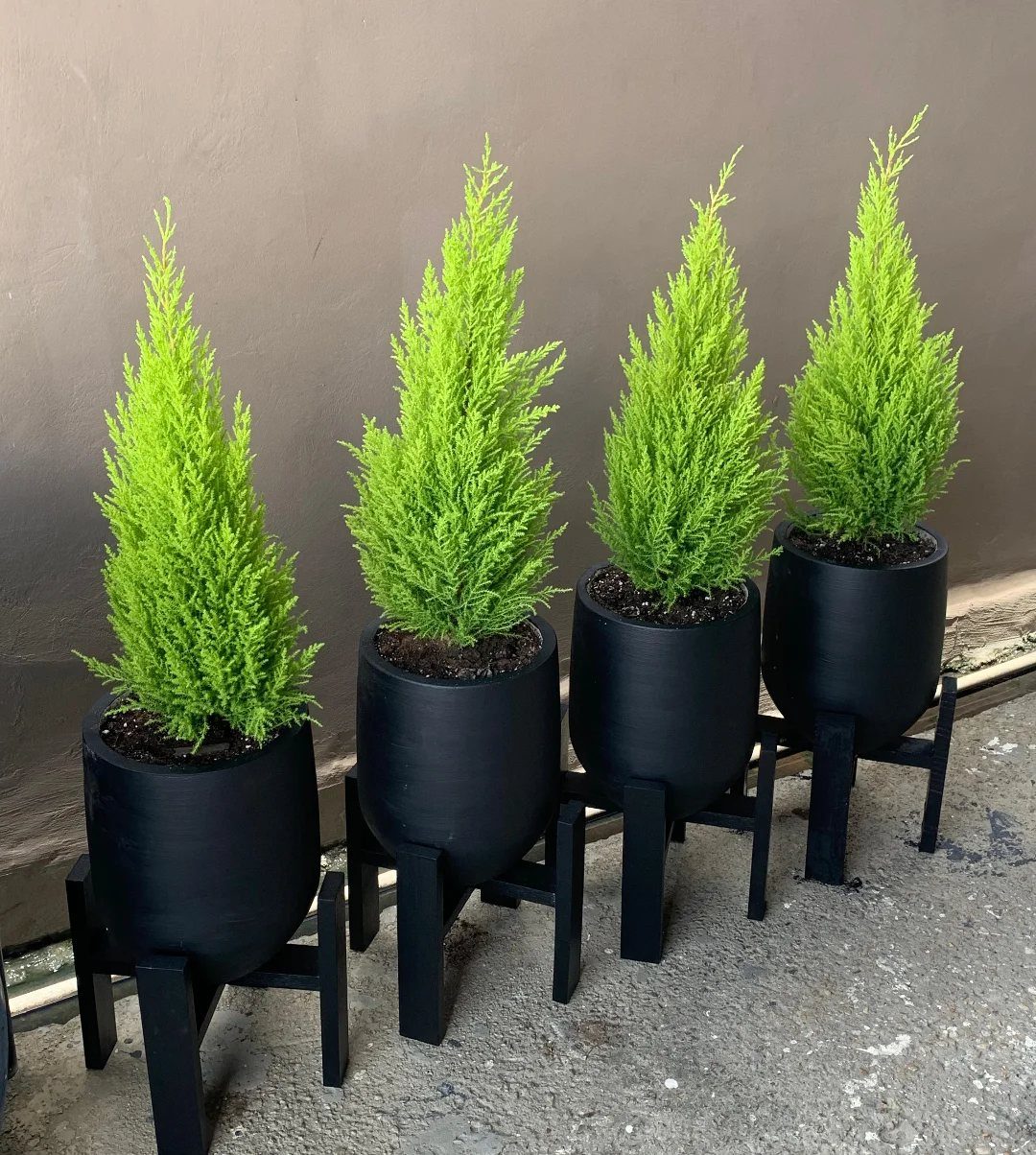 Four small evergreen plants in black pots on black pedestal stands against a wall.