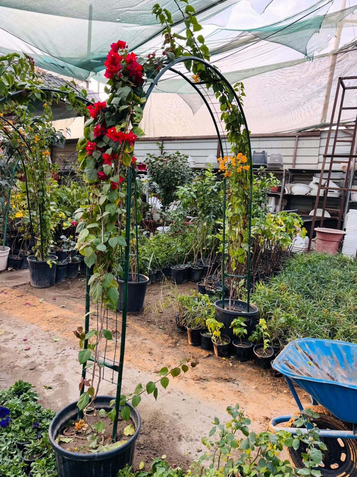 A green metal garden arch with red flowering climbing plants in a nursery setting.