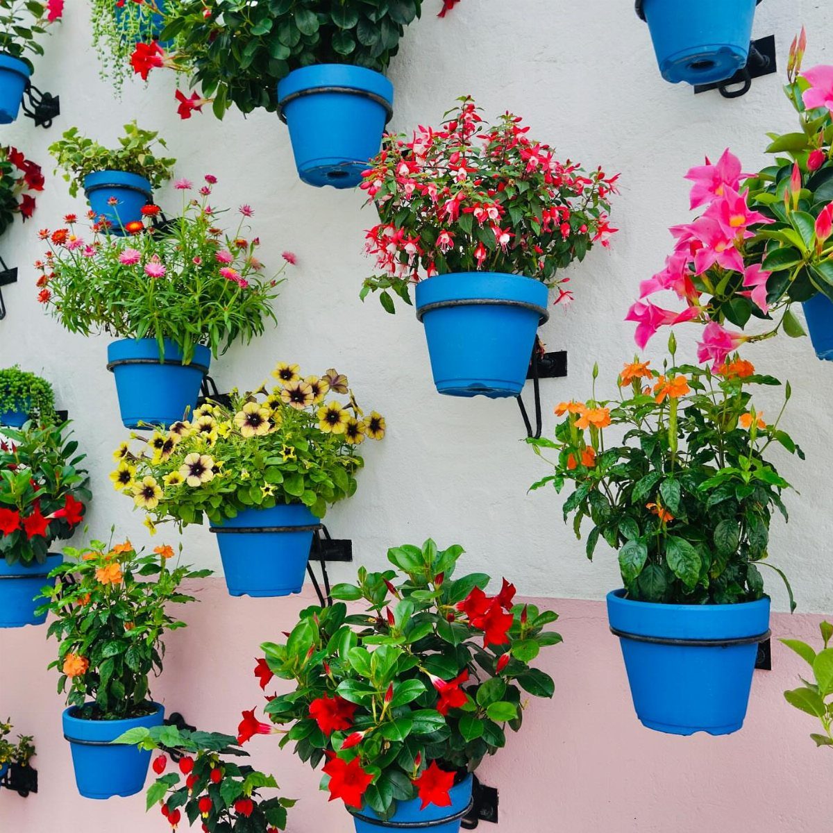 Blue pots with colorful flowering plants mounted on a white and pink wall.