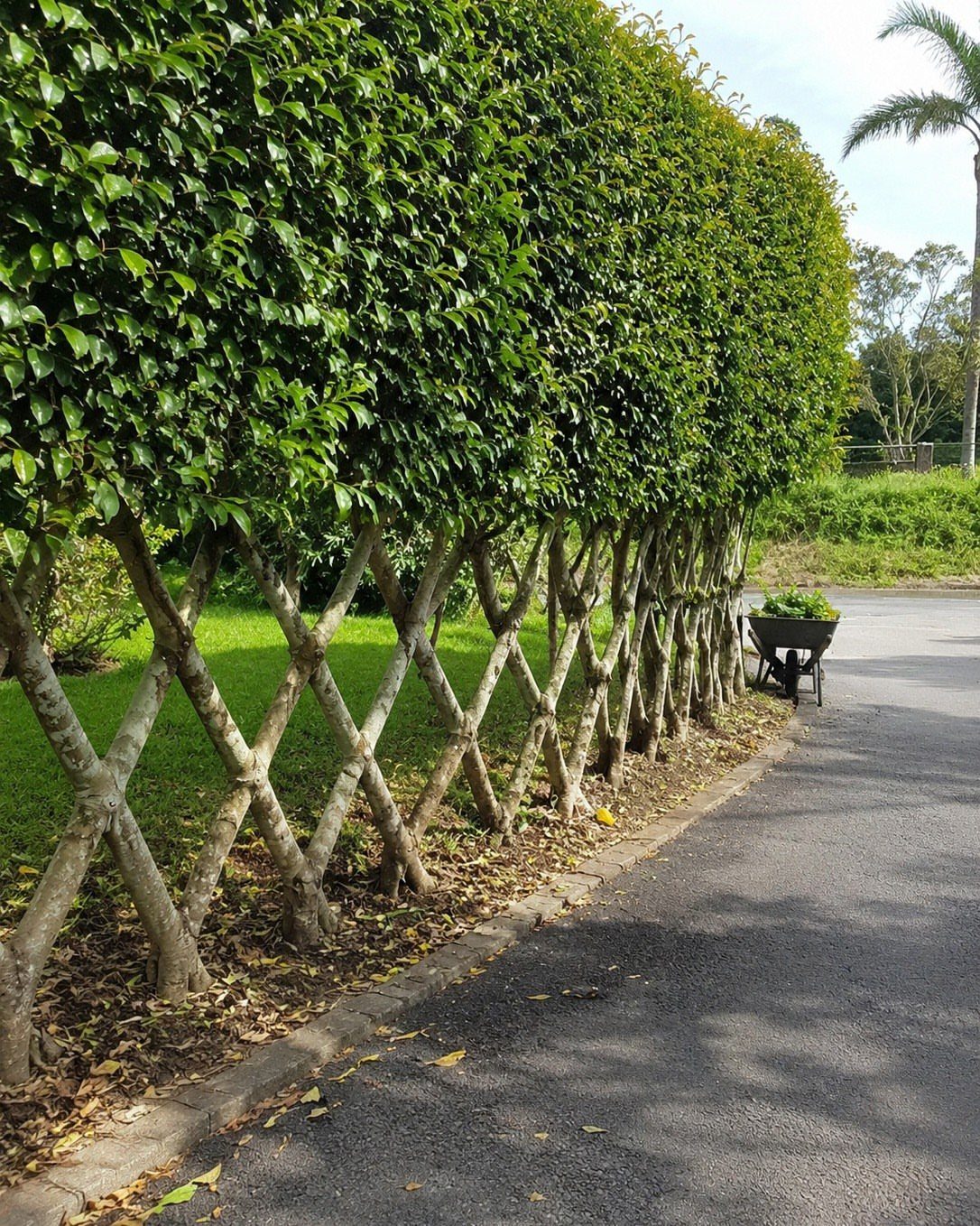 A manicured green hedge trained into a geometric lattice pattern along a paved path.