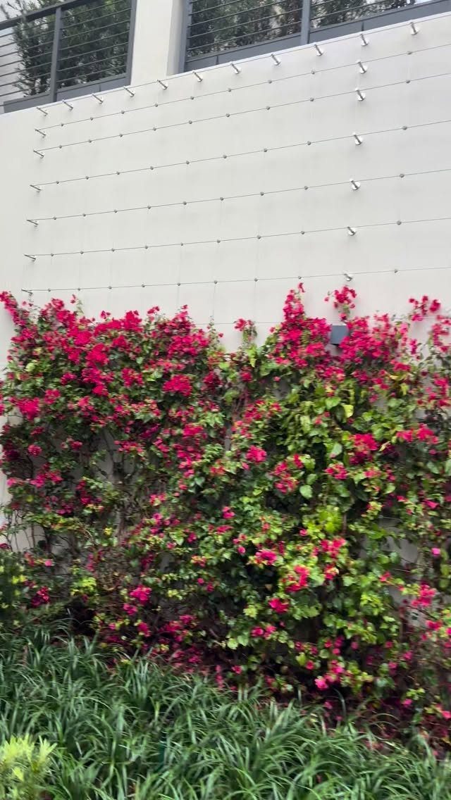 Pink flowering climbing plants growing up a white wall supported by a wire trellis system.