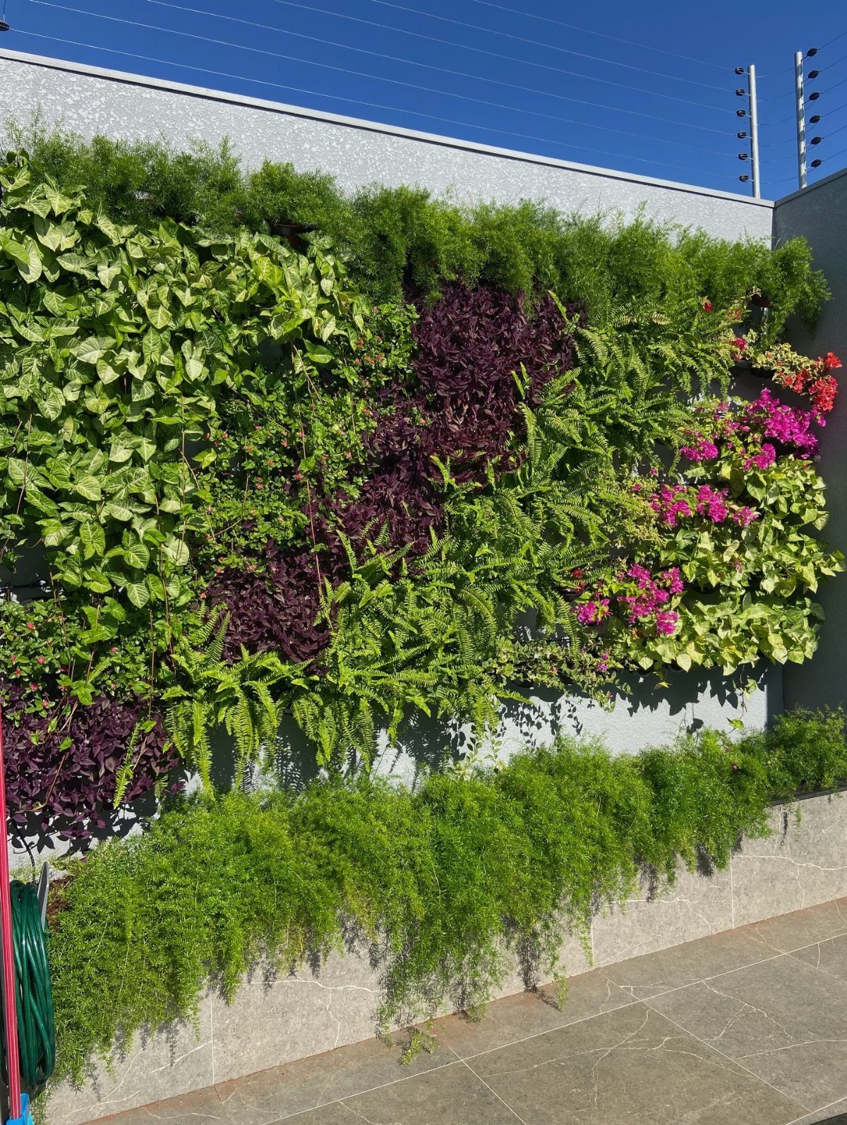 A vibrant living wall mural with green, purple, and pink plants covering a grey exterior wall.
