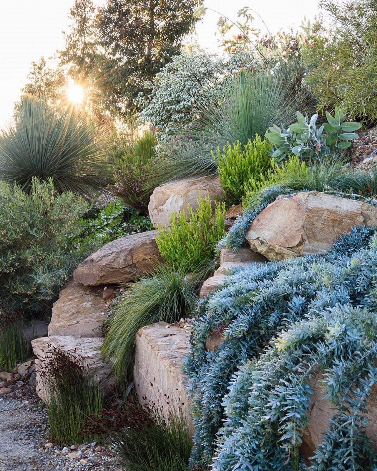 Various green and blue plants growing between large tan rocks in a landscaped garden.