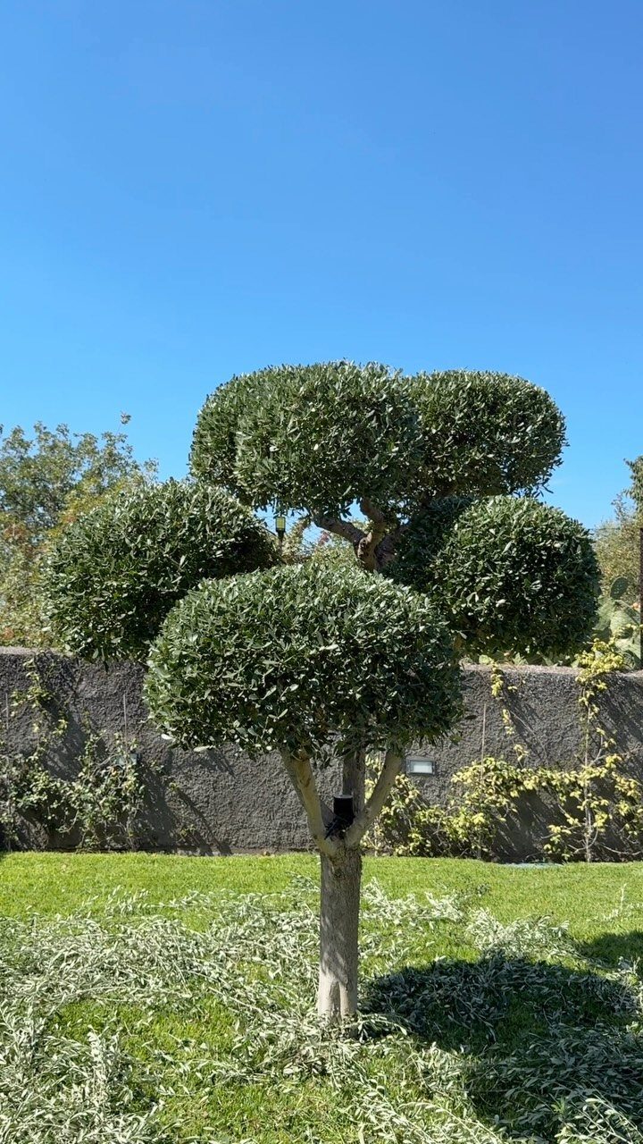 A manicured green shrub with multiple rounded foliage spheres standing in a grassy garden.