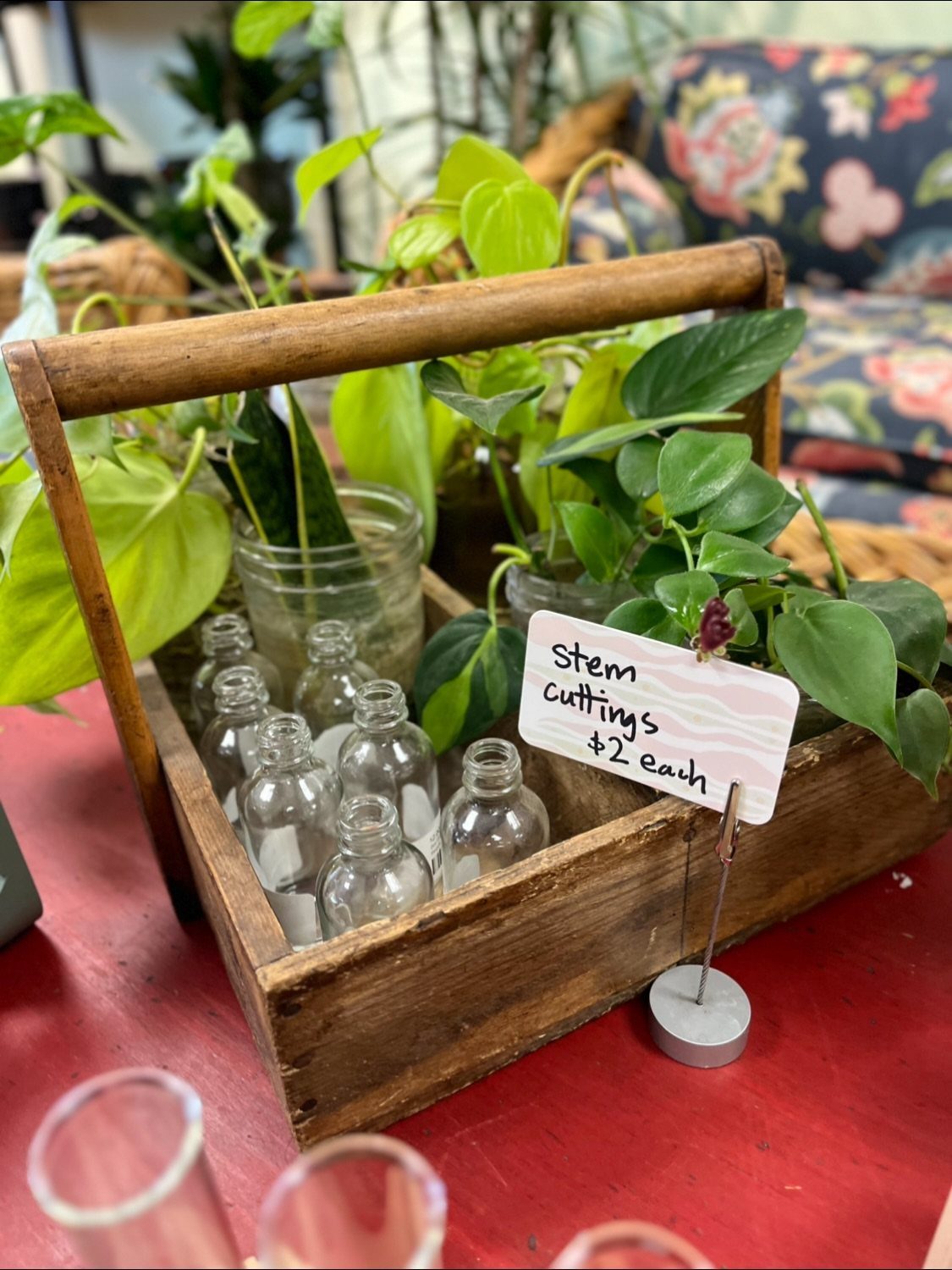Glass propagation tubes and jars with green plant cuttings inside a wooden crate.