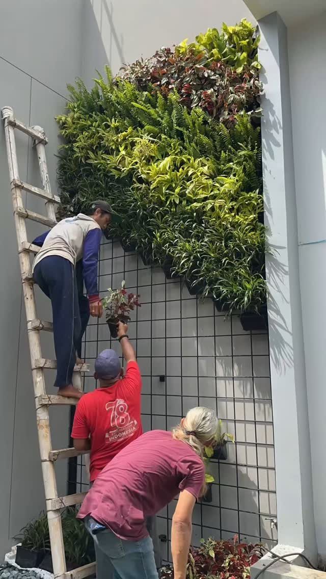People installing a lush green vertical garden onto a metal grid structure on a grey wall.