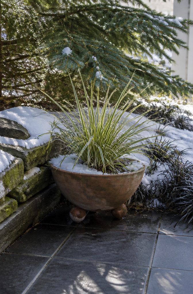 Winter Container Gardening with Evergreens: Plants for Cold Months 3 Carex 'Evergold' grass in a terracotta container with snow around.