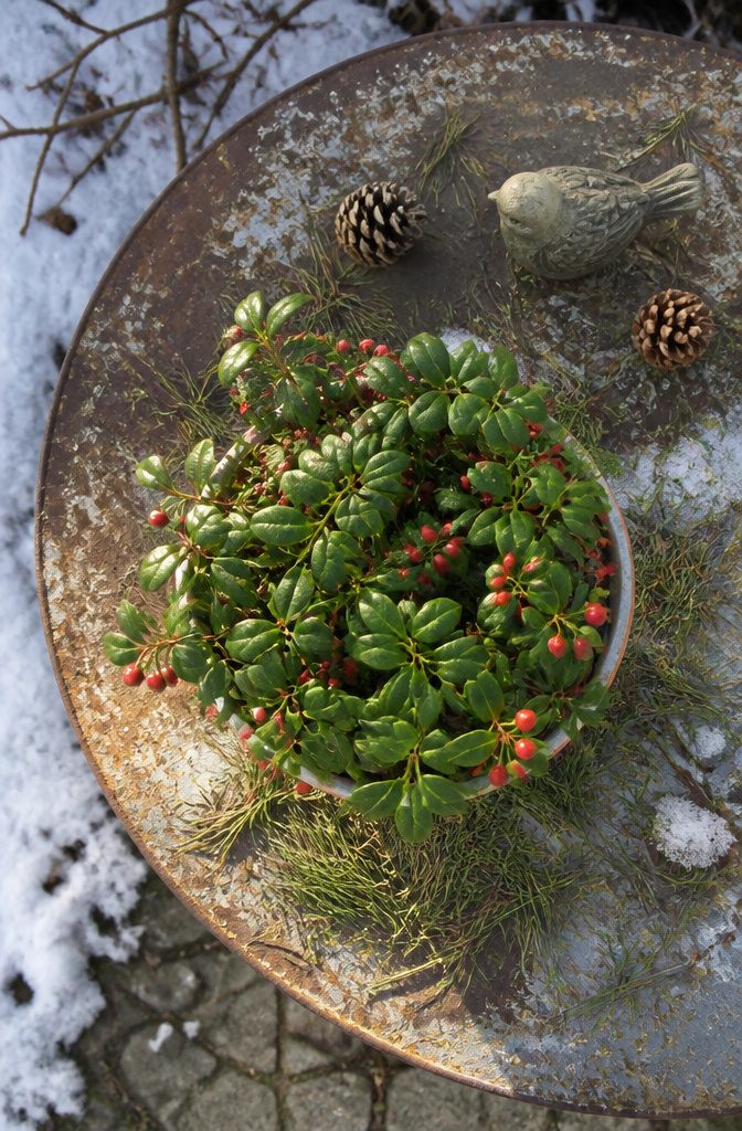 Winter Container Gardening with Evergreens: Plants for Cold Months 7 Wintergreen plants with dark leaves and red berries in a container.