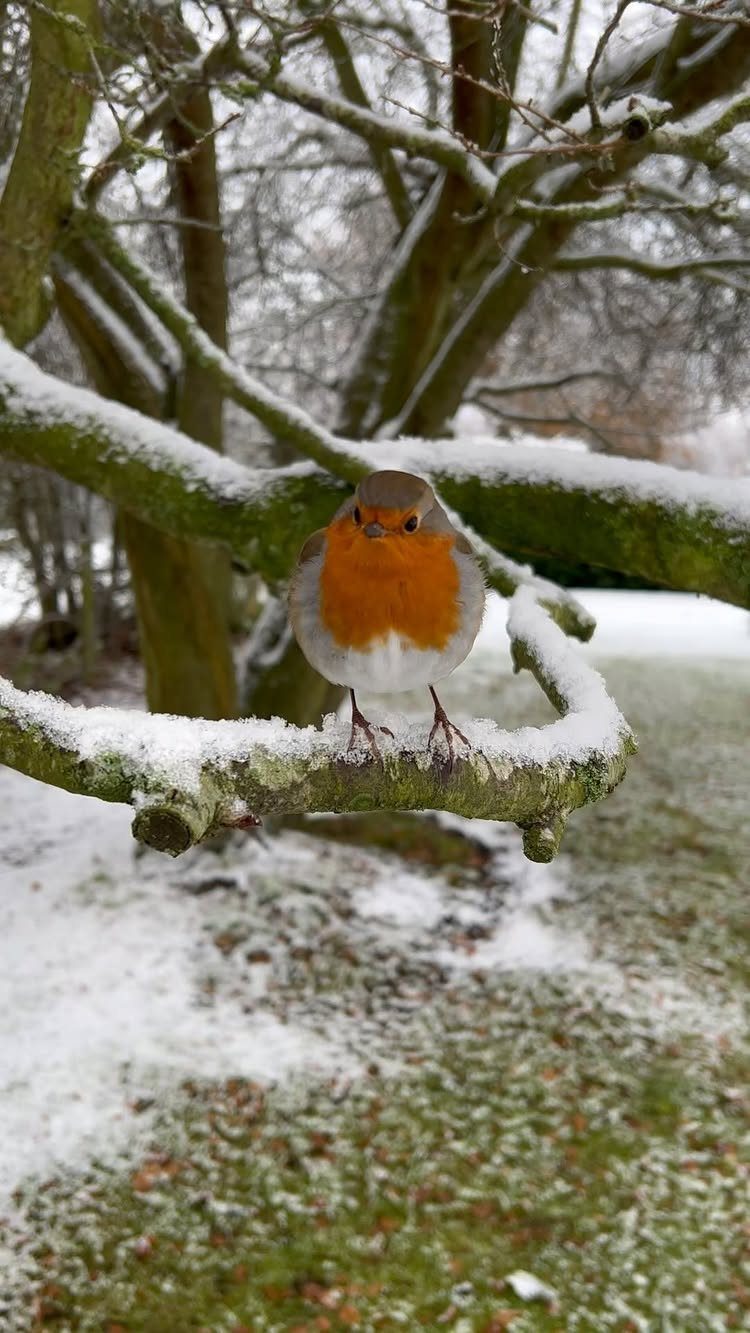 A small robin bird perched on a snow-covered tree branch in a winter garden.