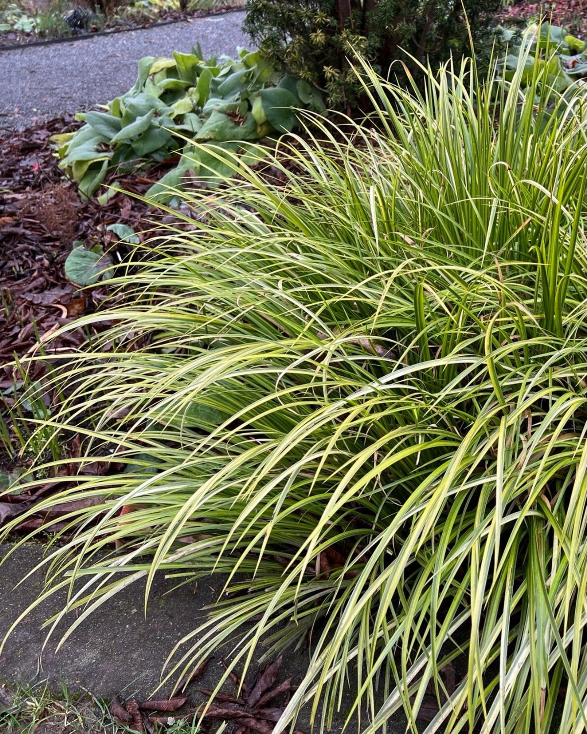 Variegated ornamental grass with long green and yellow blades growing in a garden bed.
