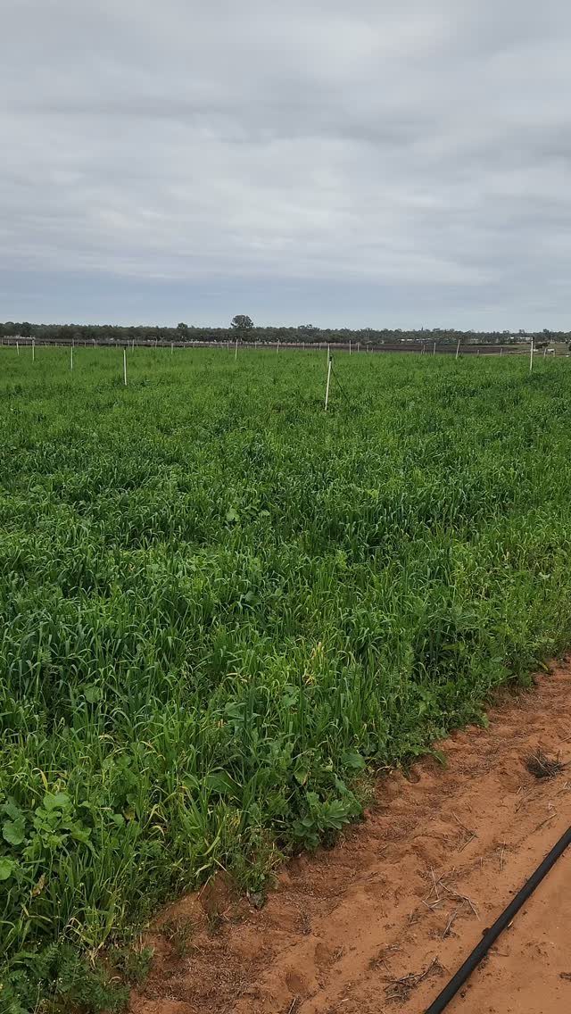 Lush green cover crops growing densely in a large field of reddish soil under a cloudy sky.