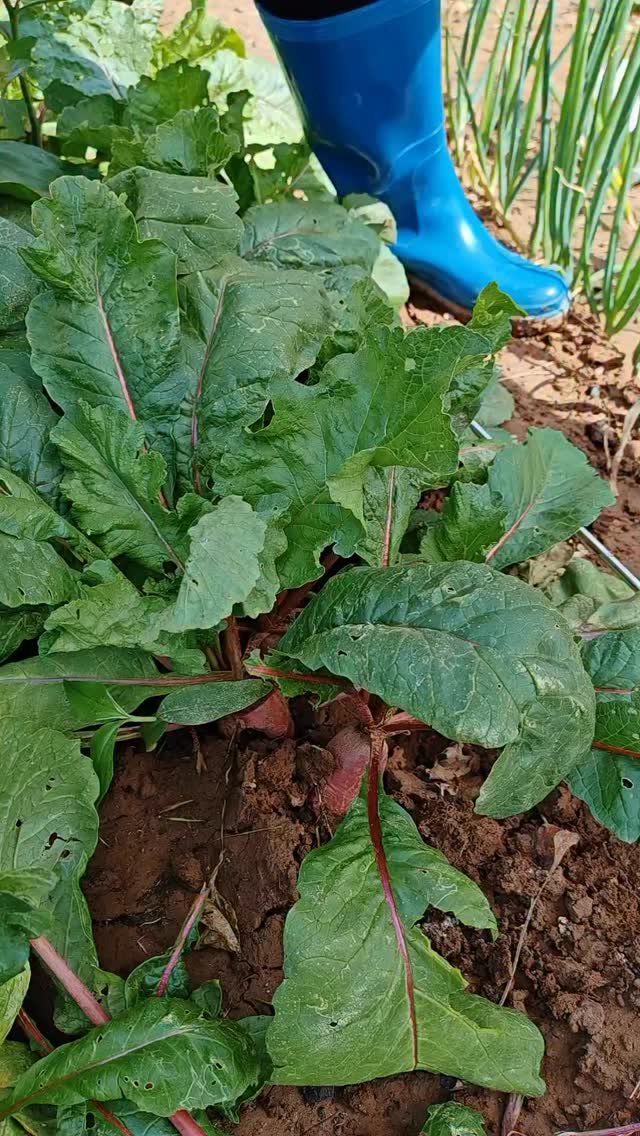 Green beet plants with red stems growing in soil next to blue rubber boots.