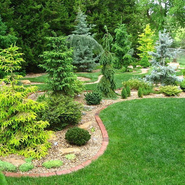 Various green and blue evergreen shrubs and trees arranged in a landscaped garden with gravel paths.