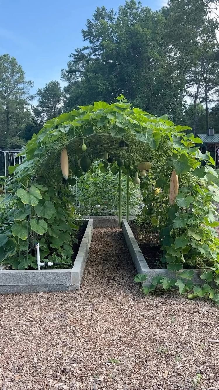 Green vines with large gourds growing over grey raised garden beds in an outdoor setting.