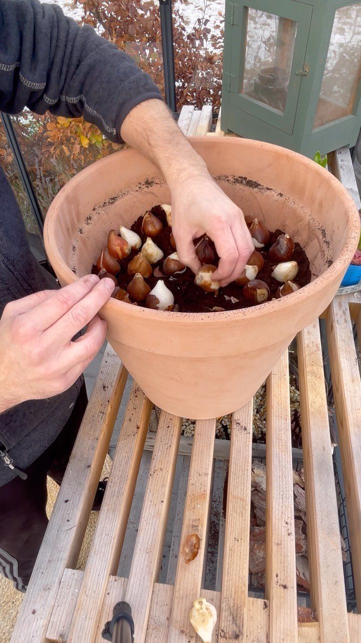 Hands planting flower bulbs into dark soil within a large terracotta pot on a wooden table.