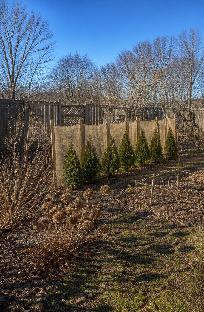 Winter Garden No Snow: Protecting Plants Through Cold, Dry Months 5 Burlap stretched between stakes creating a windbreak.