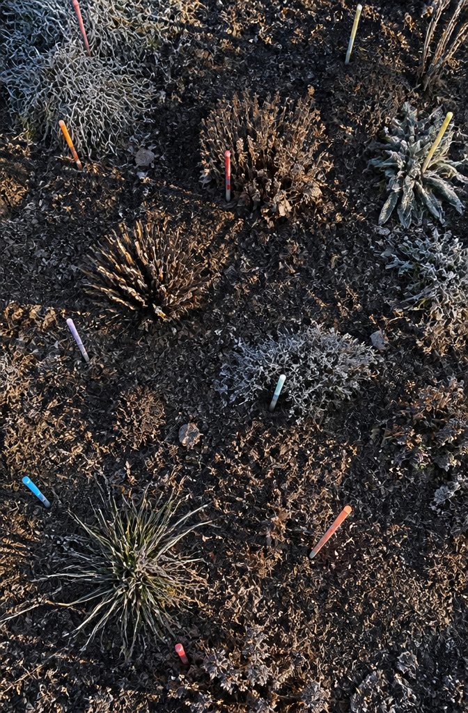 Winter Garden No Snow: Protecting Plants Through Cold, Dry Months 9 Color-coded bamboo stakes in a winter garden.
