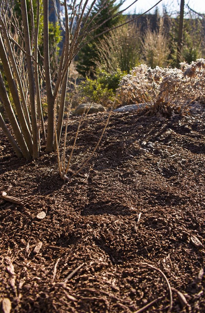 Winter Garden No Snow: Protecting Plants Through Cold, Dry Months 3 Mulched garden with a dense layer of shredded bark.