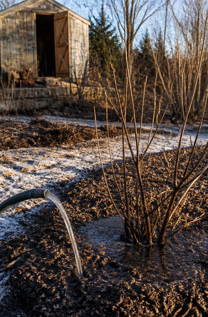 Winter Garden No Snow: Protecting Plants Through Cold, Dry Months 2 Water soaking into the soil beside dormant shrubs.