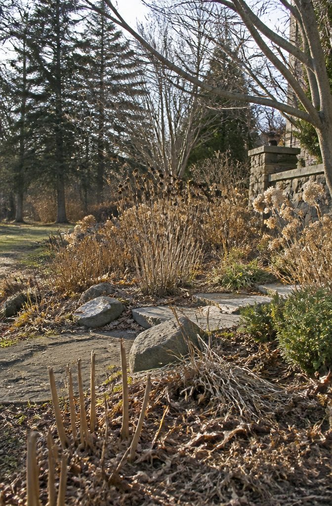 Winter Garden No Snow: Protecting Plants Through Cold, Dry Months 12 Dried plant stems standing in a winter garden.