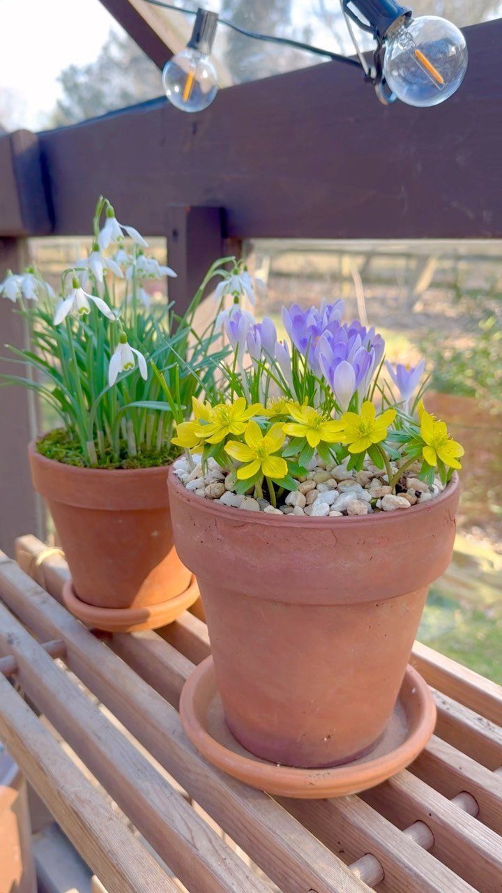 7 Winter Garden Room Ideas: Plants, Protection and Whimsy 1 Terracotta pots containing snowdrops, yellow primroses, and purple crocuses on a wooden shelf.