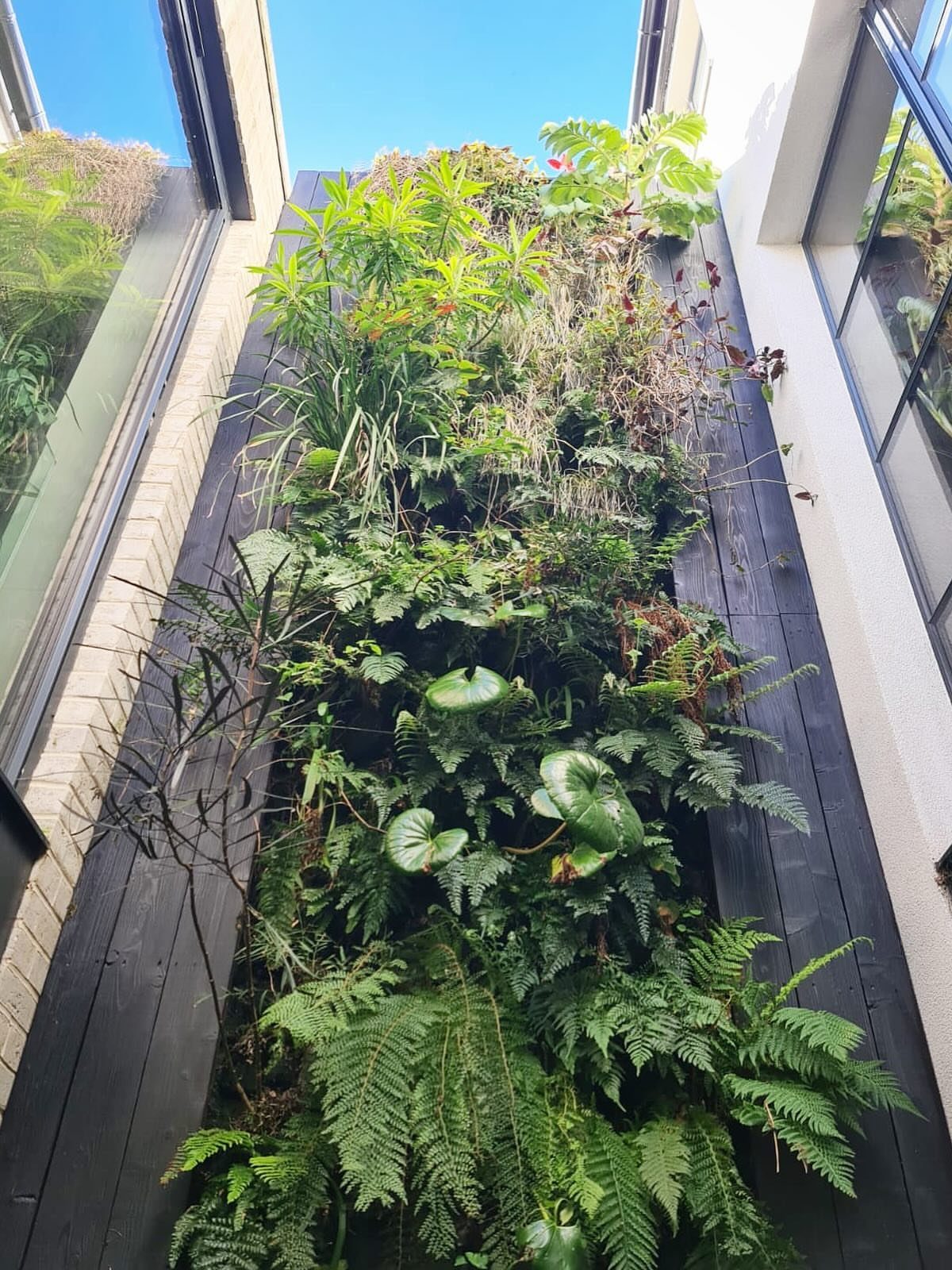 7 Winter Garden Room Ideas: Plants, Protection and Whimsy 2 A lush green vertical garden wall with ferns and various plants mounted on dark wood.