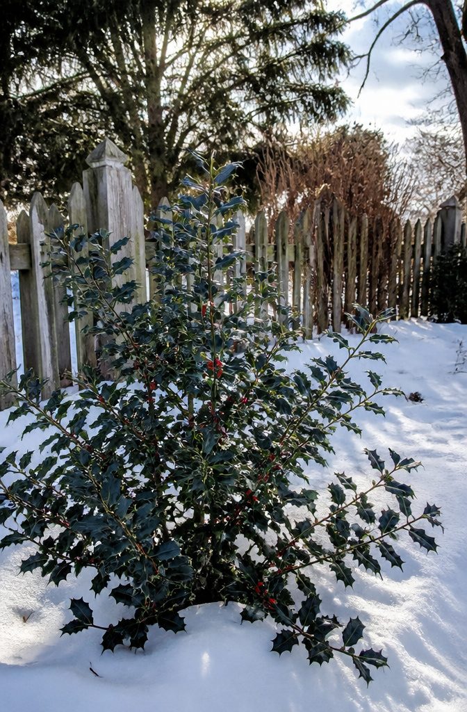 Blue holly shrub with spiny, deep green leaves.