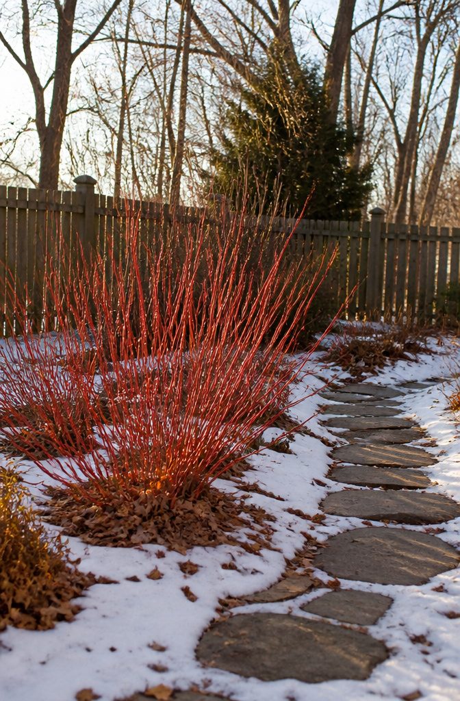 Cluster of red twig dogwood with bright red stems.