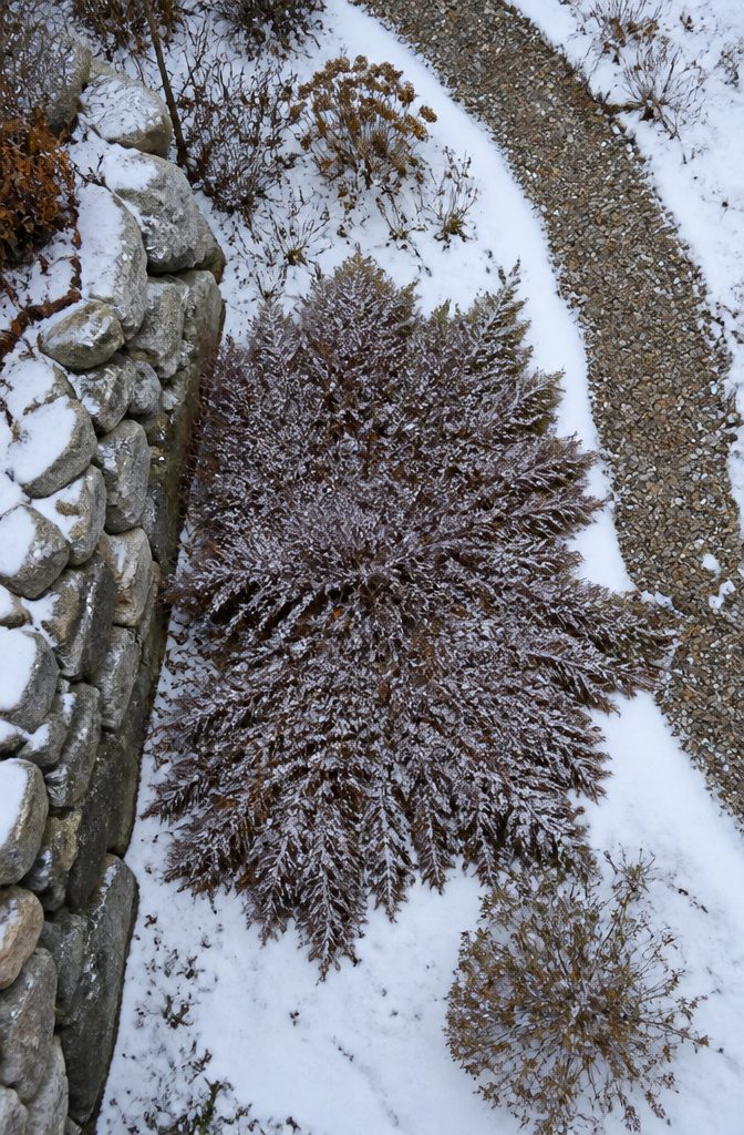 Low-growing Siberian cypress with russet-purple foliage.