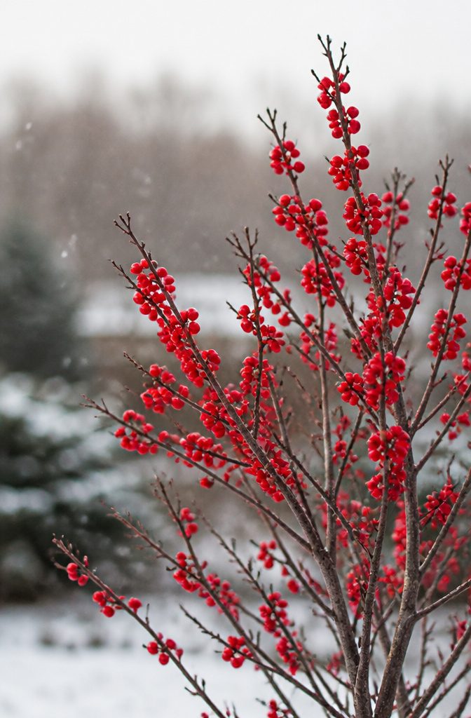 Winterberry holly with red berries on bare branches.